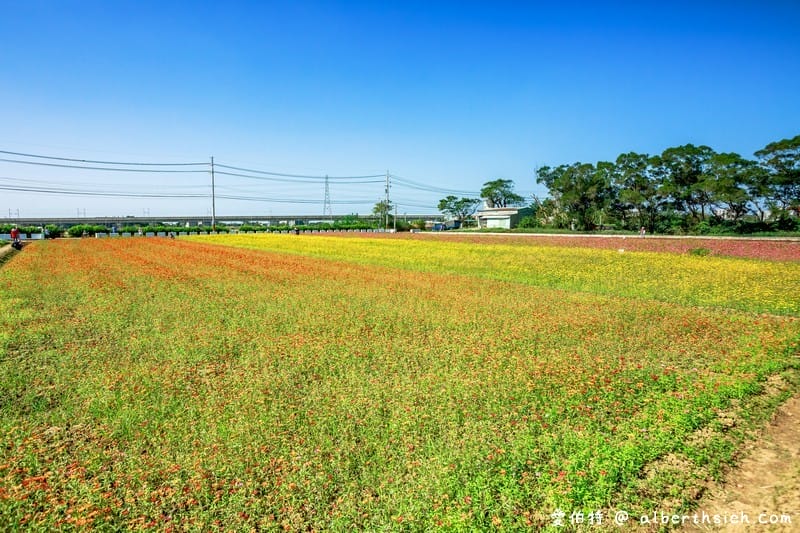 桃園花彩節楊梅場（紫爆的仙草花海/漸層七彩波斯菊必看/交通交管/接駁車/停車位置）