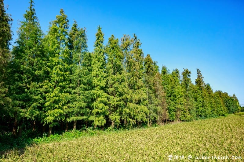 桃園花彩節楊梅場（紫爆的仙草花海/漸層七彩波斯菊必看/交通交管/接駁車/停車位置）
