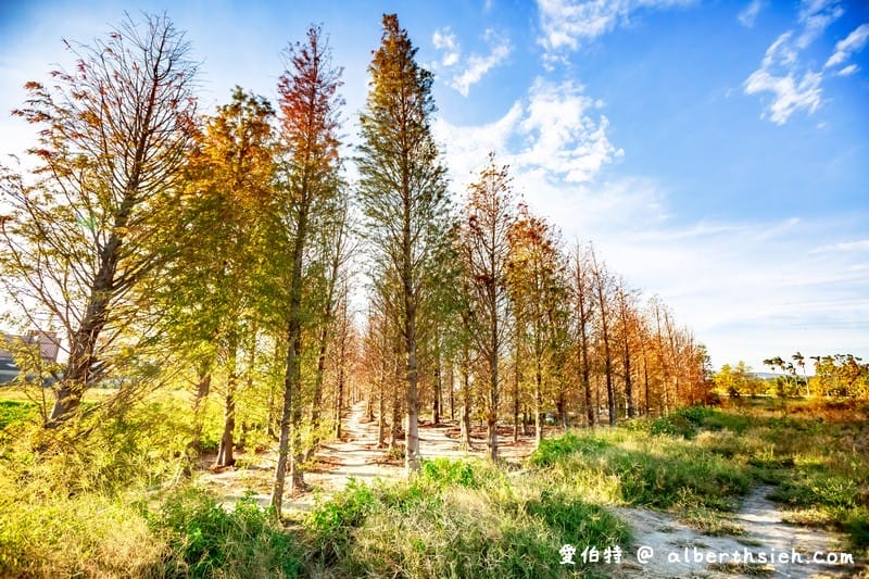 后里泰安落羽松（轉黃轉紅落羽松搭配水景超攝超美/如何前往/周邊景點）