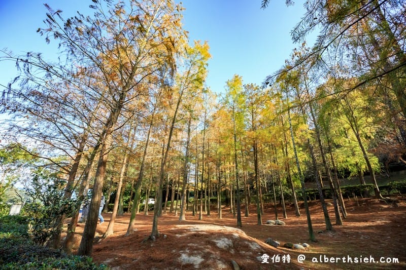 后里泰安落羽松（轉黃轉紅落羽松搭配水景超攝超美/如何前往/周邊景點）