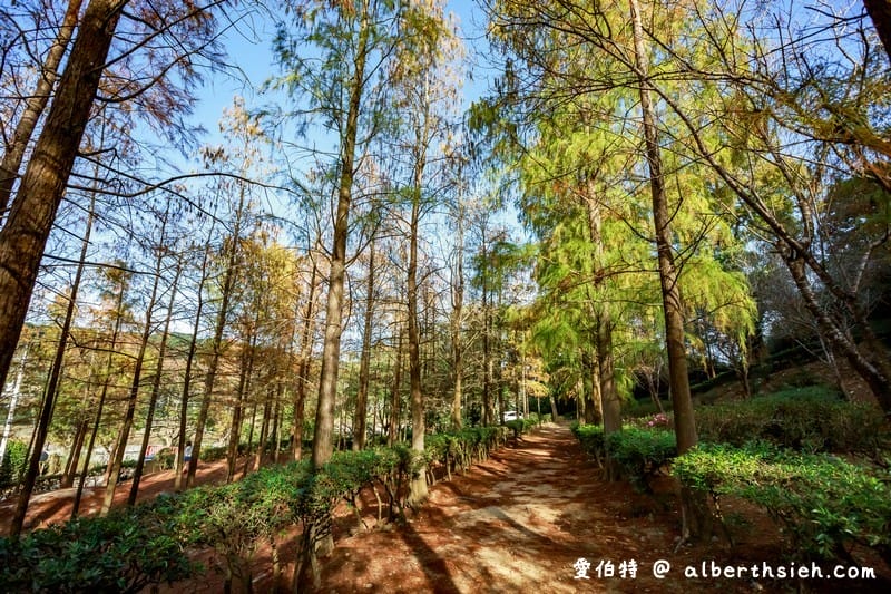 后里泰安落羽松（轉黃轉紅落羽松搭配水景超攝超美/如何前往/周邊景點）