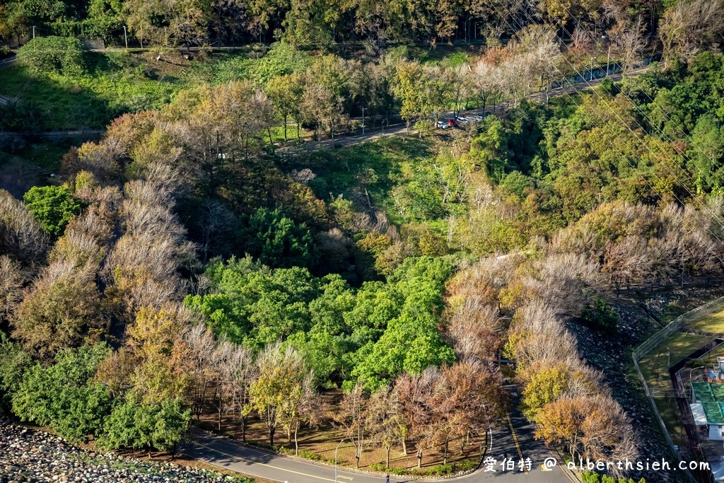 大溪龍潭一日遊．落羽松石門水庫賞楓（楓葉/梅花/落羽松/大草坪/美景/美食通通包） @愛伯特