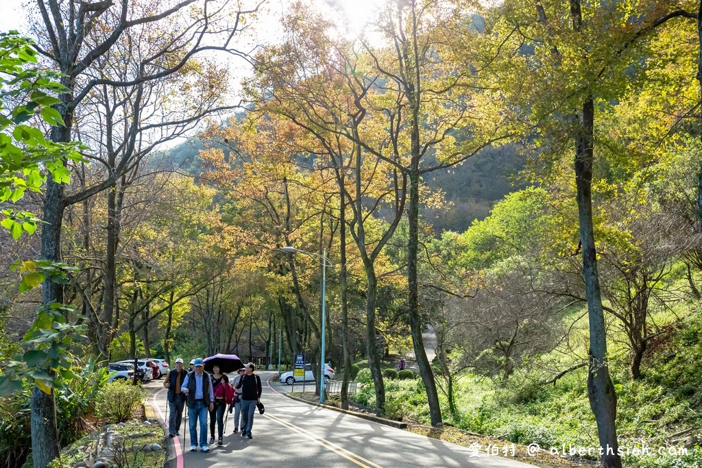 桃園石門水庫楓葉（北台灣低海拔最佳的賞楓景點，楓林步道種植千棵楓樹/槭樹超壯觀） @愛伯特