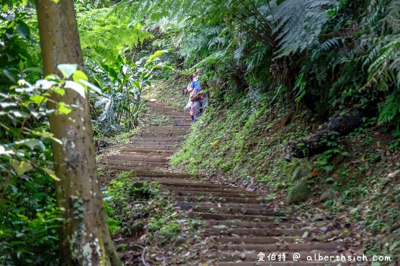 桃園大溪油桐花．十一指古道（百年茄冬樹/溪流/筆直健身古道） @愛伯特