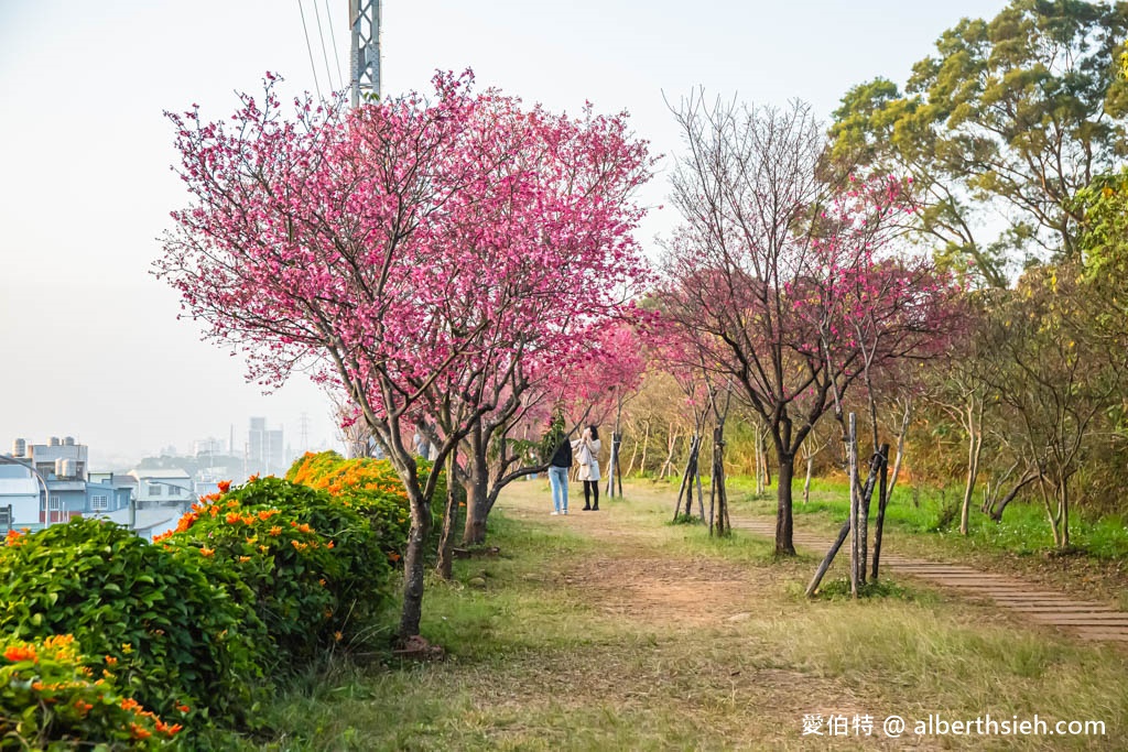 2024苗栗銅鑼炮仗花步道（銅鑼環保公園/櫻花隧道/季節限定雙層炮仗花海瀑布） @愛伯特