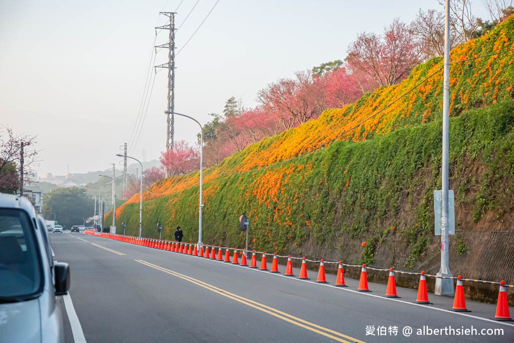 2024苗栗銅鑼炮仗花步道（銅鑼環保公園/櫻花隧道/季節限定雙層炮仗花海瀑布） @愛伯特