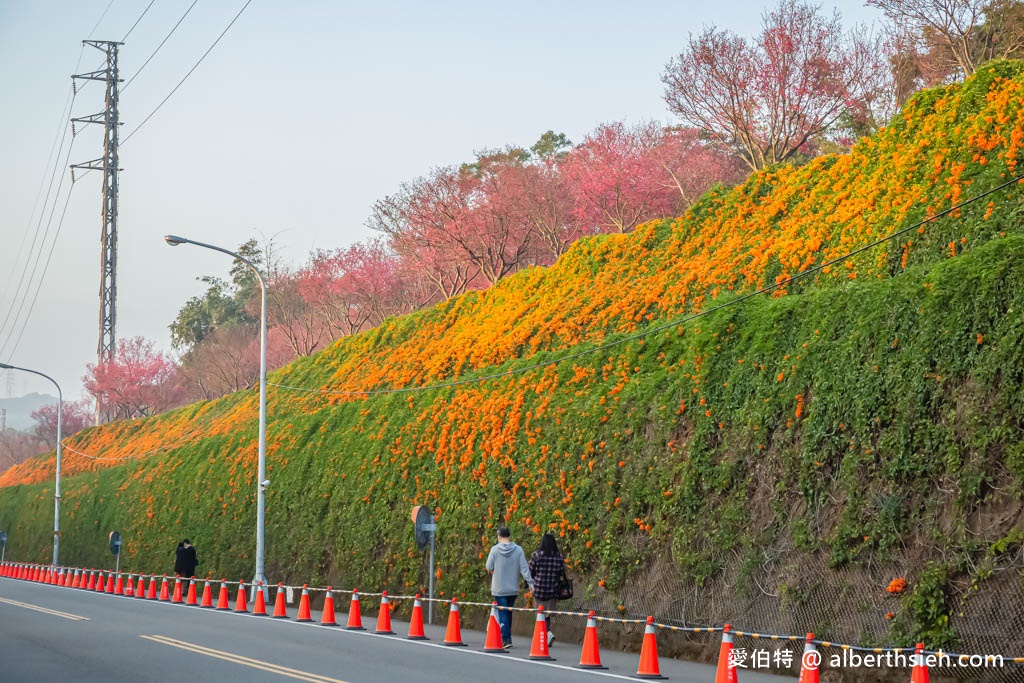 2024苗栗銅鑼炮仗花步道（銅鑼環保公園/櫻花隧道/季節限定雙層炮仗花海瀑布） @愛伯特