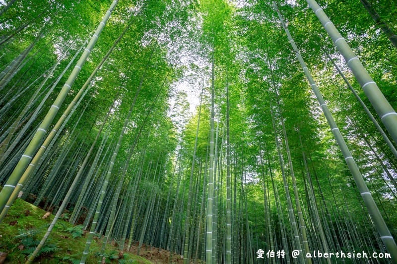 京都嵐山景點．嵯峨野嵐山竹林小徑（聆聽翠竹的嘎嘎沙沙聲響的美妙旋律）