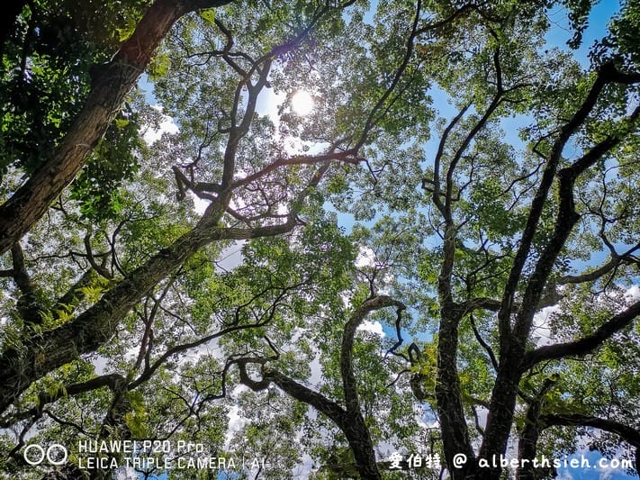 山景湖水岸．龍潭石門水庫美食（餐點不錯，庭園造景環境優美適合聚餐）
