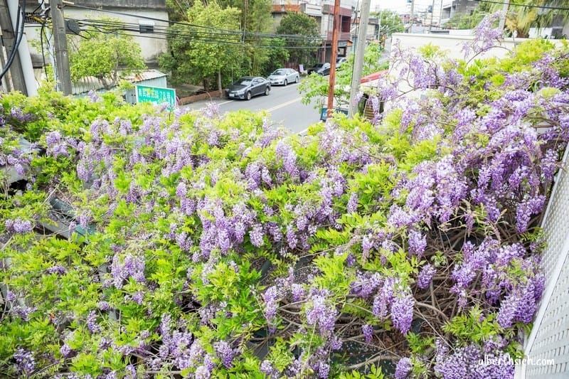 新埔紫藤居．新竹賞花景點（私人民宅大心免費讓大家欣賞紫色瀑布）