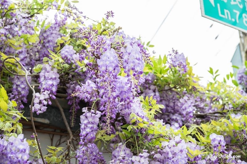 新埔紫藤居．新竹賞花景點（私人民宅大心免費讓大家欣賞紫色瀑布）