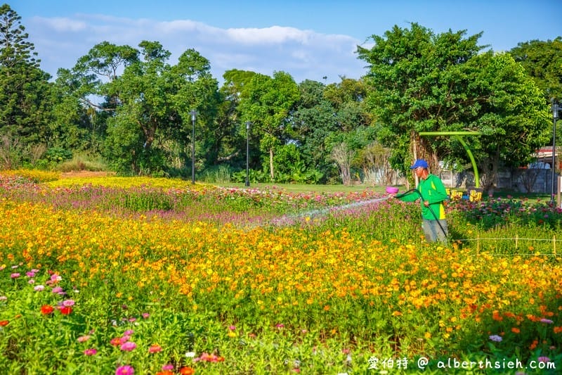 桃園霄裡花海共融式遊戲場（超大片波斯菊、青葙以及百日草花海等你來欣賞）