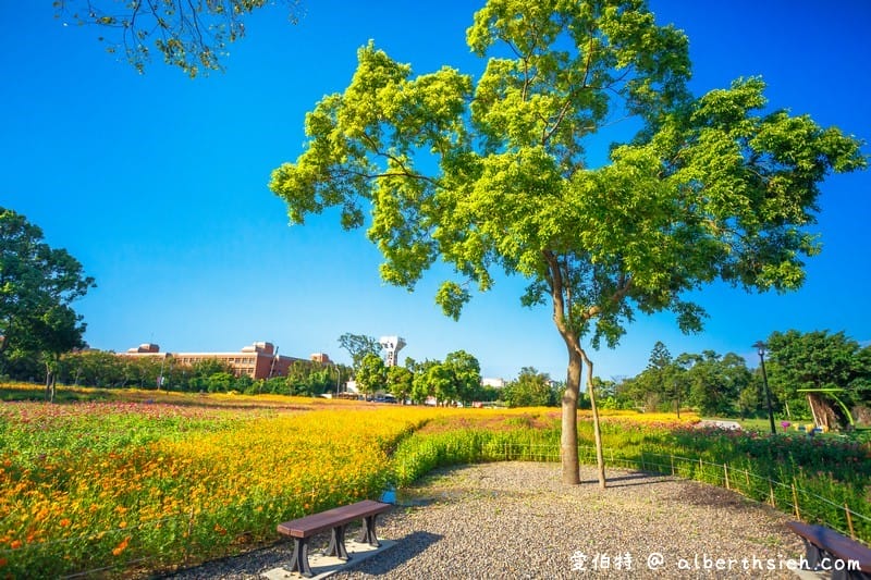 桃園霄裡花海共融式遊戲場（超大片波斯菊、青葙以及百日草花海等你來欣賞）