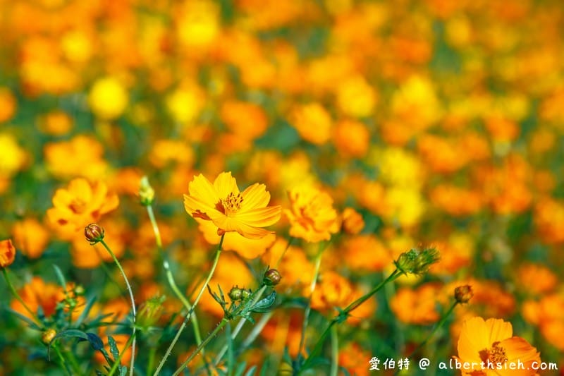 桃園霄裡花海共融式遊戲場（超大片波斯菊、青葙以及百日草花海等你來欣賞）