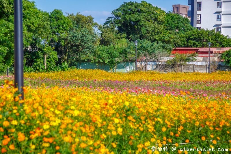 桃園霄裡花海共融式遊戲場（超大片波斯菊、青葙以及百日草花海等你來欣賞）