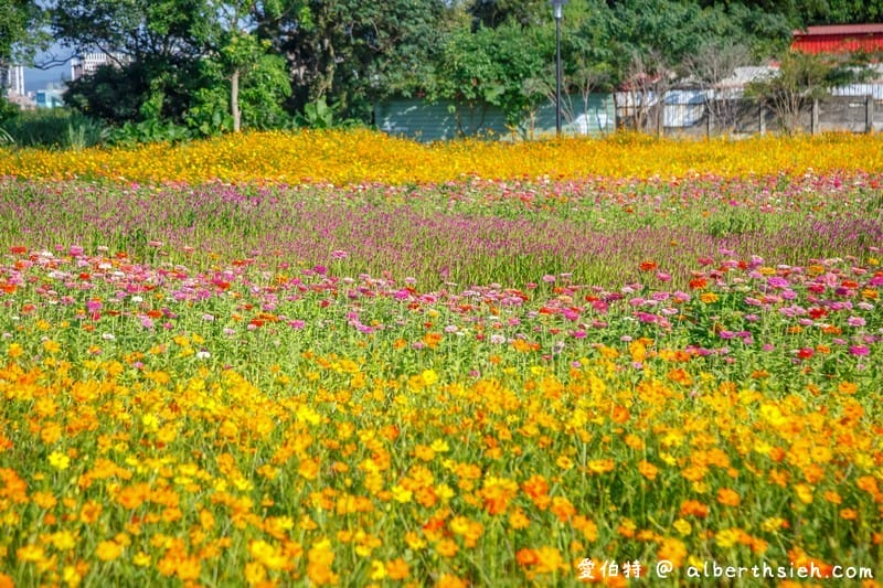 桃園霄裡花海共融式遊戲場（超大片波斯菊、青葙以及百日草花海等你來欣賞）
