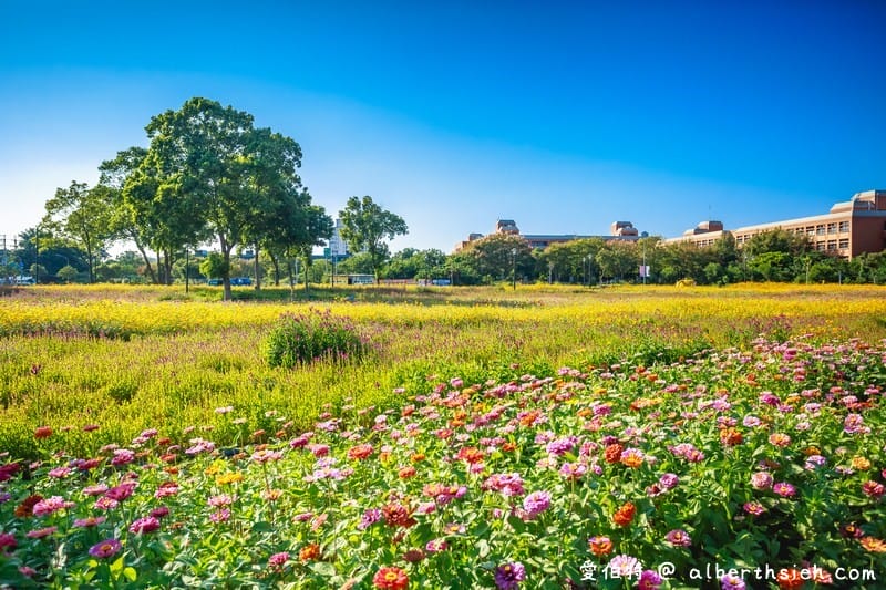 桃園霄裡花海共融式遊戲場（超大片波斯菊、青葙以及百日草花海等你來欣賞）