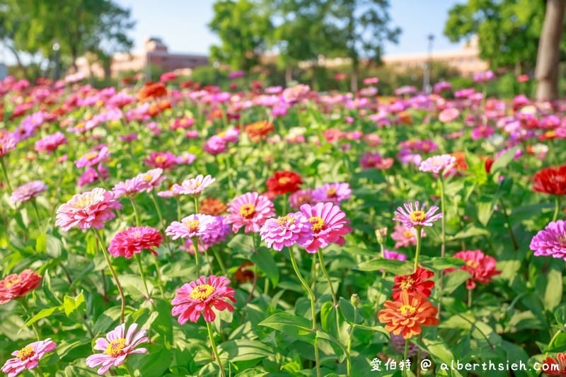 桃園霄裡花海共融式遊戲場（超大片波斯菊、青葙以及百日草花海等你來欣賞）