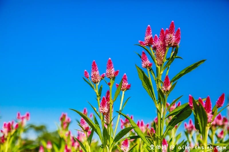 桃園霄裡花海共融式遊戲場（超大片波斯菊、青葙以及百日草花海等你來欣賞）
