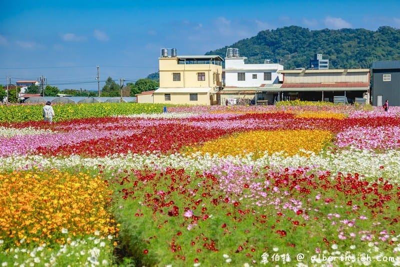 2019桃園花彩節大溪展區（漸層繽紛花田，聖誕樹，茶壺圖騰超美等你來拍照打卡）