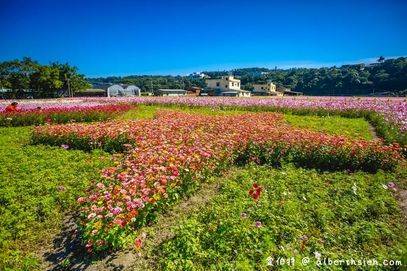 2019桃園花彩節大溪展區（漸層繽紛花田，聖誕樹，茶壺圖騰超美等你來拍照打卡）