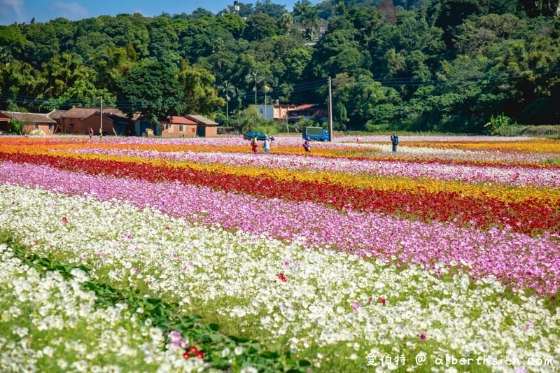 2019桃園花彩節大溪展區（漸層繽紛花田，聖誕樹，茶壺圖騰超美等你來拍照打卡）