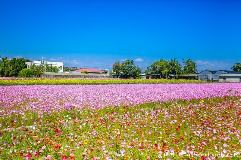 2019桃園花彩節大溪展區（漸層繽紛花田，聖誕樹，茶壺圖騰超美等你來拍照打卡）