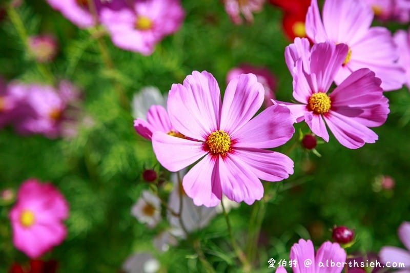 2019桃園花彩節大溪展區（漸層繽紛花田，聖誕樹，茶壺圖騰超美等你來拍照打卡）