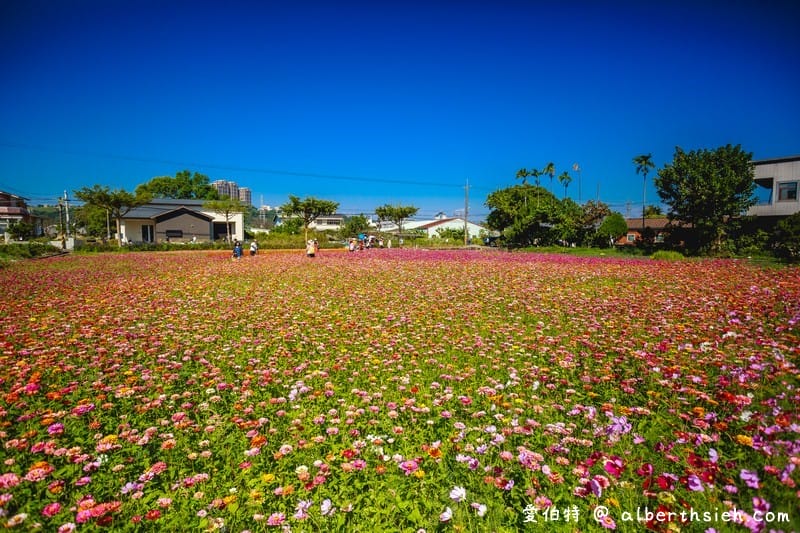 2019桃園花彩節大溪展區（漸層繽紛花田，聖誕樹，茶壺圖騰超美等你來拍照打卡）