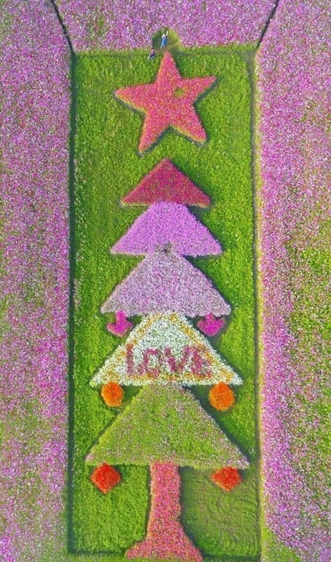2019桃園花彩節大溪展區（漸層繽紛花田，聖誕樹，茶壺圖騰超美等你來拍照打卡）