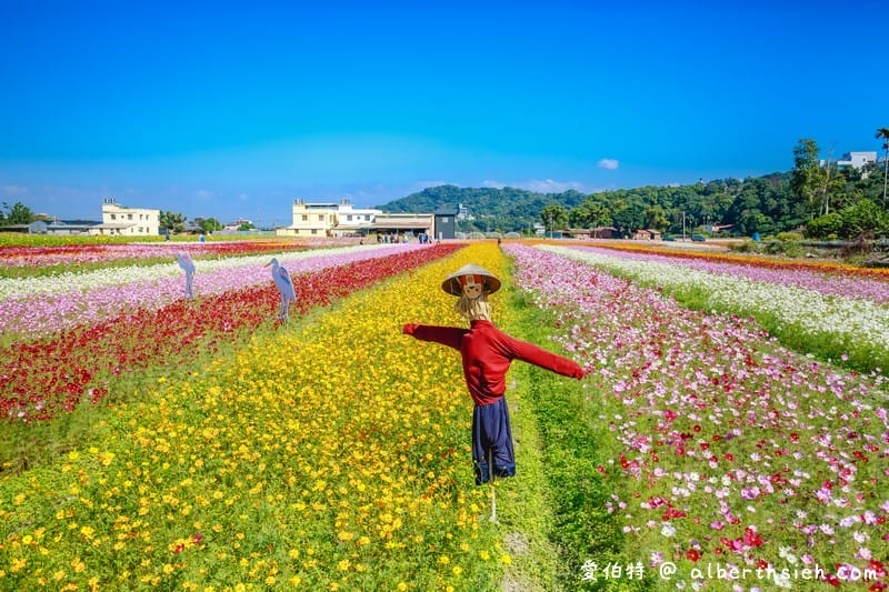 2019桃園花彩節大溪展區（漸層繽紛花田，聖誕樹，茶壺圖騰超美等你來拍照打卡）