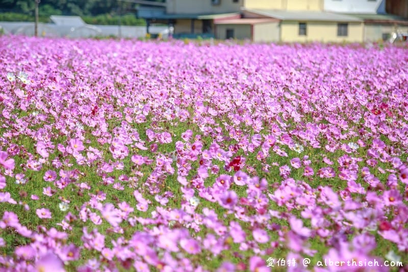 2019桃園花彩節大溪展區（漸層繽紛花田，聖誕樹，茶壺圖騰超美等你來拍照打卡）