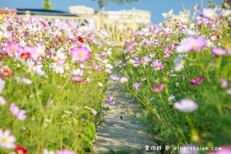 2019桃園花彩節中壢展區（波斯菊花浪、向日葵海、控窯體驗、花海小火車、萌萌噠機器人等你來美拍）