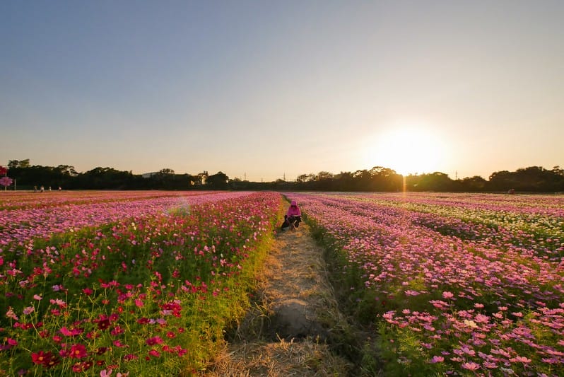 2019桃園花彩節中壢展區（波斯菊花浪、向日葵海、控窯體驗、花海小火車、萌萌噠機器人等你來美拍）