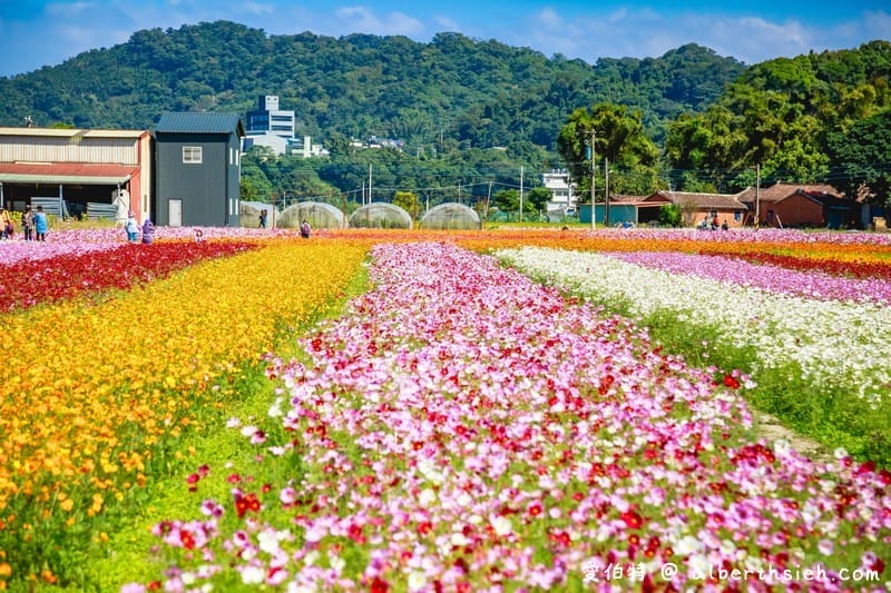 2019桃園花彩節中壢展區（波斯菊花浪、向日葵海、控窯體驗、花海小火車、萌萌噠機器人等你來美拍）