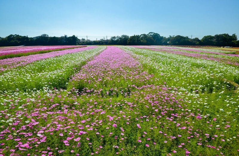 2019桃園花彩節中壢展區（波斯菊花浪、向日葵海、控窯體驗、花海小火車、萌萌噠機器人等你來美拍）