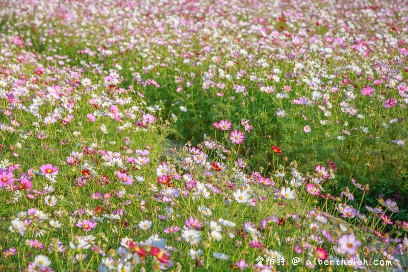 中壢中興路波斯菊花海（農田休耕的美麗波斯菊秘境花海）
