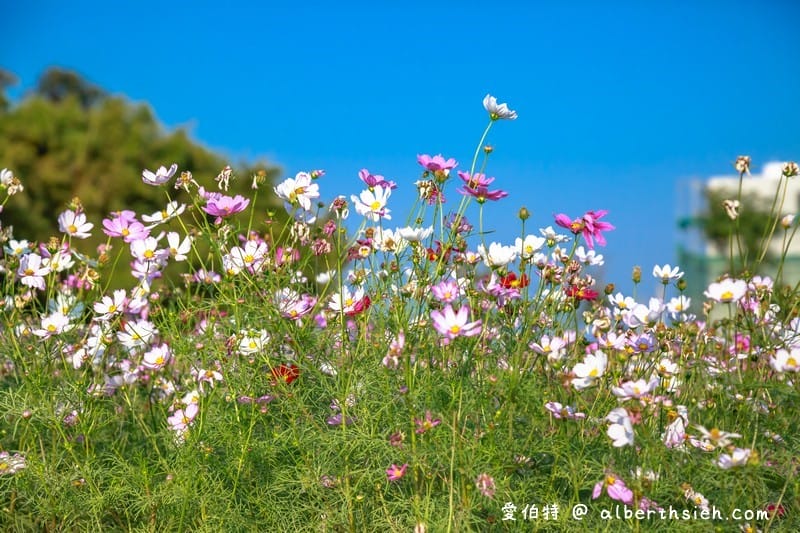 中壢中興路波斯菊花海（農田休耕的美麗波斯菊秘境花海）