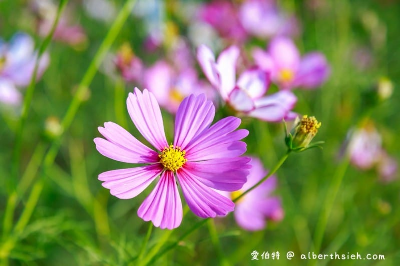 中壢中興路波斯菊花海（農田休耕的美麗波斯菊秘境花海）