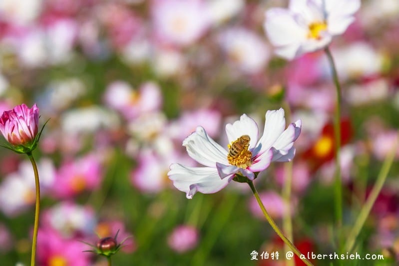 中壢中興路波斯菊花海（農田休耕的美麗波斯菊秘境花海）