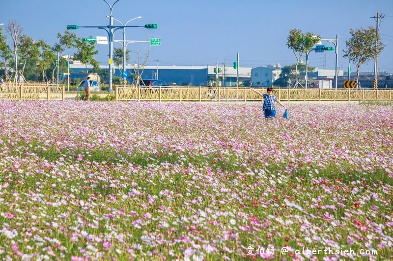 中壢中興路波斯菊花海（農田休耕的美麗波斯菊秘境花海）