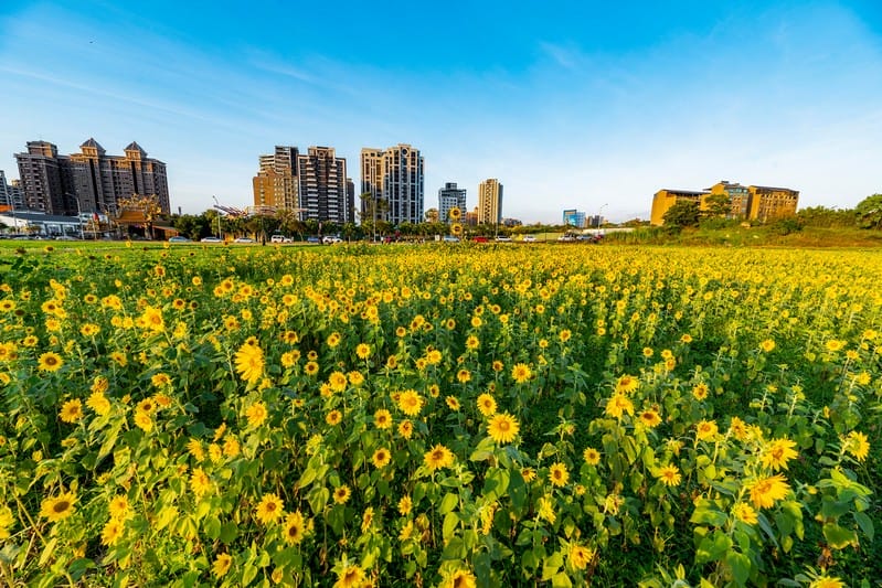 中壢中興路波斯菊花海（農田休耕的美麗波斯菊秘境花海）