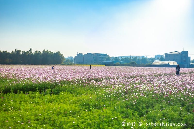 中壢中興路波斯菊花海（農田休耕的美麗波斯菊秘境花海）