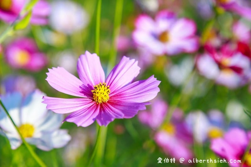 中壢中興路波斯菊花海（農田休耕的美麗波斯菊秘境花海）