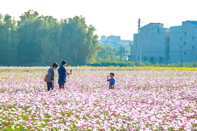 中壢中興路波斯菊花海（農田休耕的美麗波斯菊秘境花海）