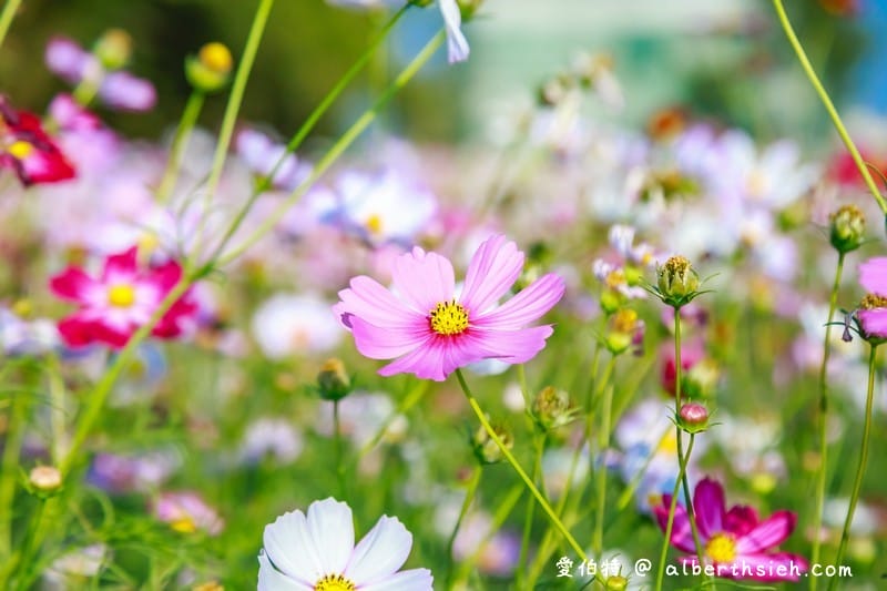 中壢中興路波斯菊花海（農田休耕的美麗波斯菊秘境花海）