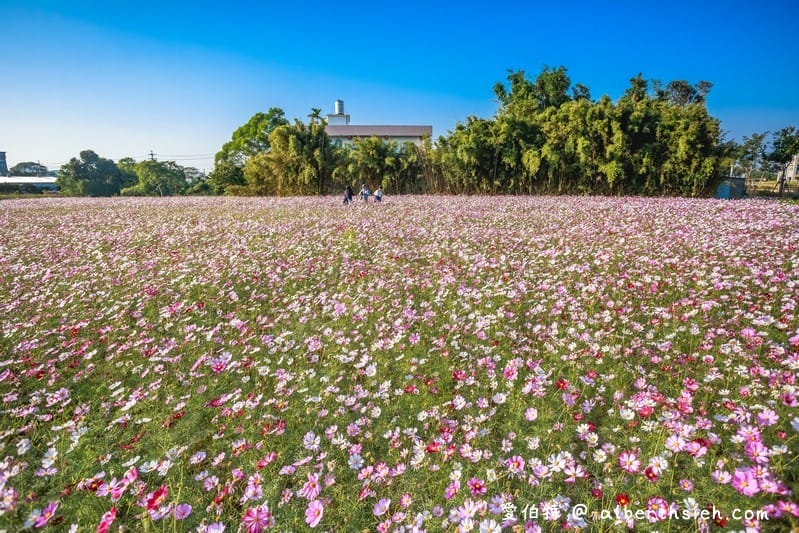 中壢中興路波斯菊花海（農田休耕的美麗波斯菊秘境花海）
