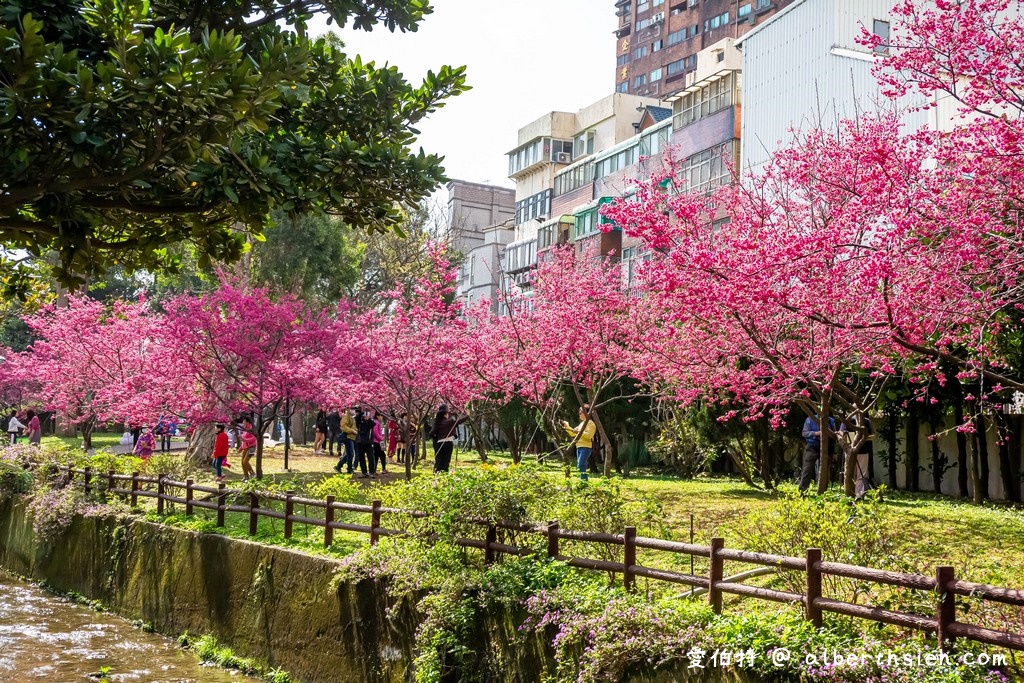 2021中壢莒光公園．桃園賞櫻景點（200多顆八重櫻櫻花盛開隨你拍，讓你不用爬高山到日本就可以散步賞櫻花） @愛伯特