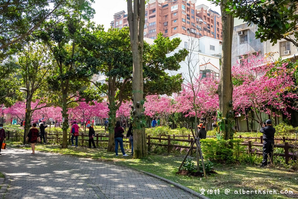 2021中壢莒光公園．桃園賞櫻景點（200多顆八重櫻櫻花盛開隨你拍，讓你不用爬高山到日本就可以散步賞櫻花） @愛伯特