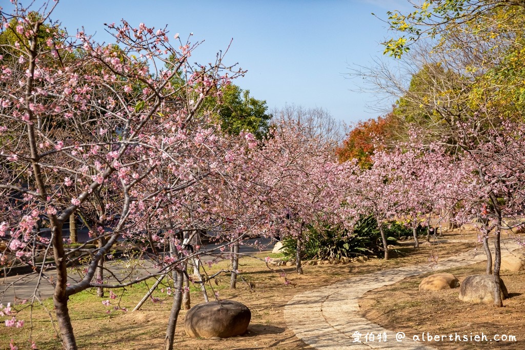 2021中科崴立櫻花公園．台中后里櫻花景點（千坪數百棵櫻花任你拍不用人擠人） @愛伯特